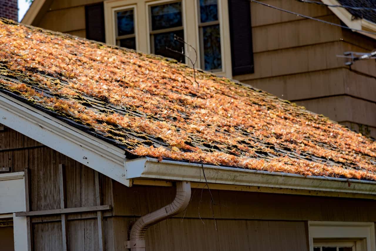 roof with leaves on it