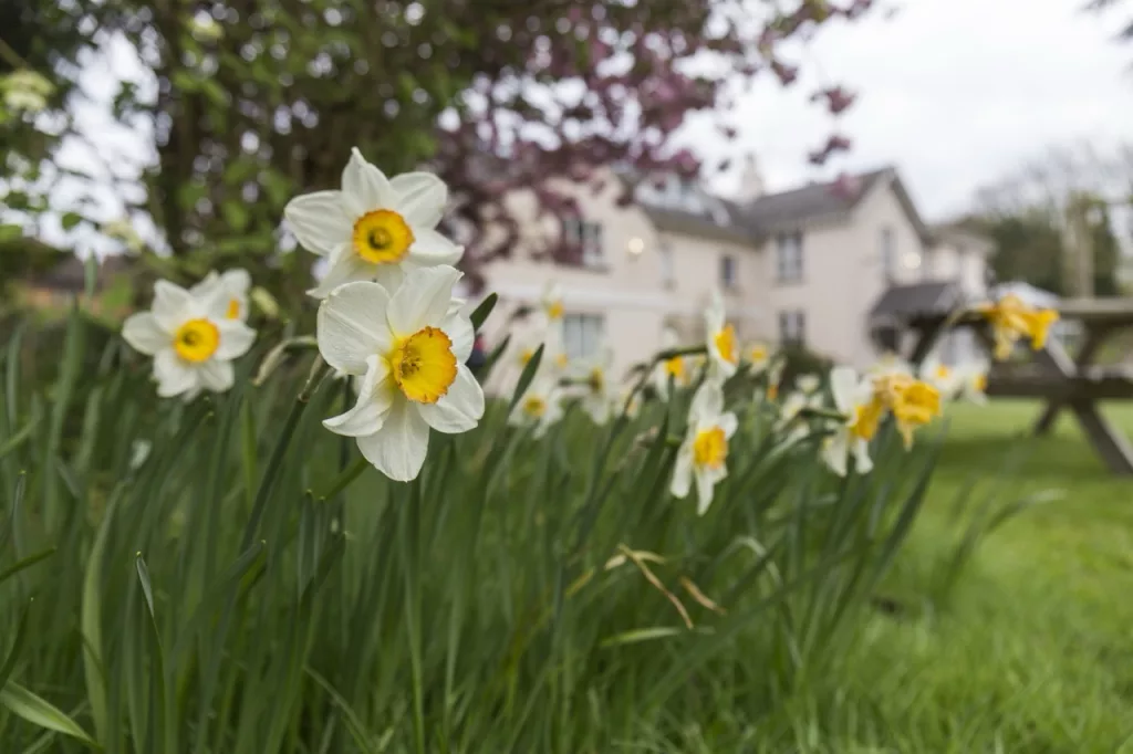Spring flowers with large white house in the background